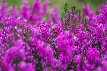 wrzosiec liliowy w ogrodzie