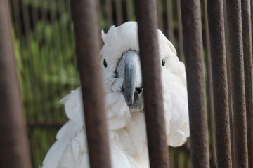 Cotorra cacatua presa