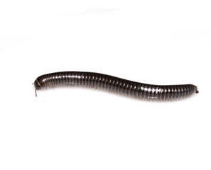 Small Millipede Bug Insect on White Background