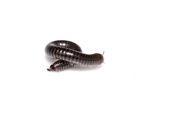 Small Millipede Bug Insect on White Background