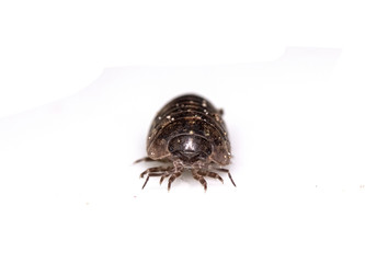 Woodlouse Wood Louse crustacean On White Background