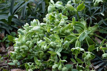 ground view of Stinking Hellebore