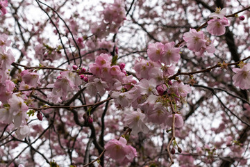 Japanese Cherry Blossoms Close-up