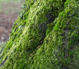 Unique view of moss on tree