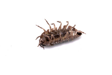 Woodlouse Wood Louse crustacean On White Background