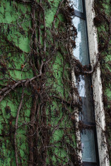 Green wall of apartment