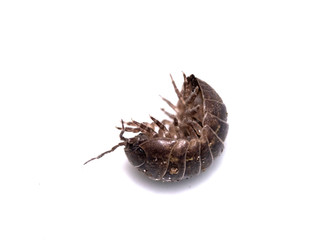 Woodlouse Wood Louse crustacean On White Background