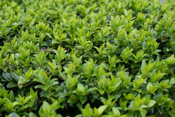 Naklejka premium Close-up of green bush
