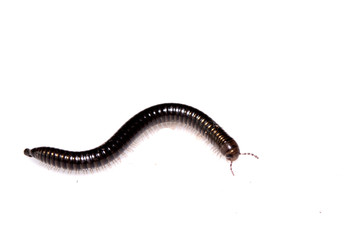 Small Millipede Bug Insect on White Background