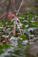 Lone red leaf amongst green growth