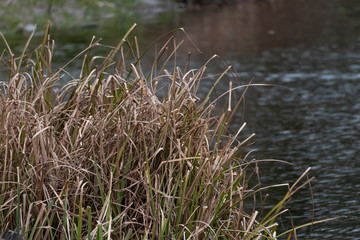 Wild pond grass along a park pond