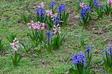Group of Wood Hyacinths