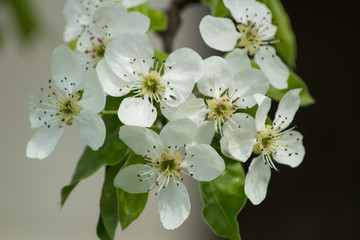 white flowers of apple tree