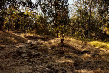 Cumbre boscosa del Cerro de la Estrella a finales de Invierno