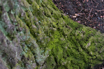 Different perspective of tree trunk