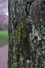 Close-up of high contrast tree