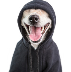Adorable Smiling hoodie dog muzle. charming gangster pet face. White background