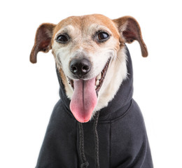 A dog in black jumper hoodie smiling and looking at you. Cutie samll dog. White background