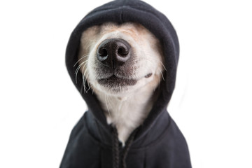 Adorable dog nose in black hoodie. Funny pet face. Positive cutie gangster style. White background....