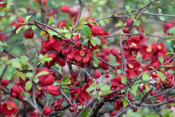 Small red flowers growing in the city