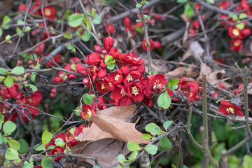 Crimson red flowers in the city