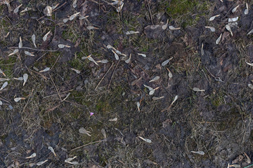 texture of the spring earth