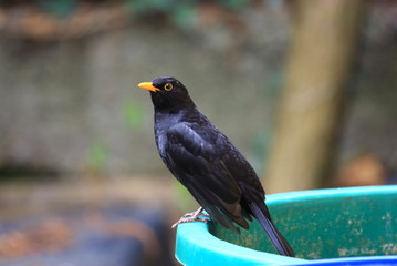 amsel