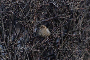 sparrow in the bushes