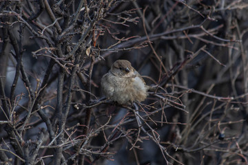 sparrow in the bushes