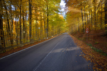 Obraz premium Splendid image in the forest colored leaves, asphalt road, sunset light with sunraws