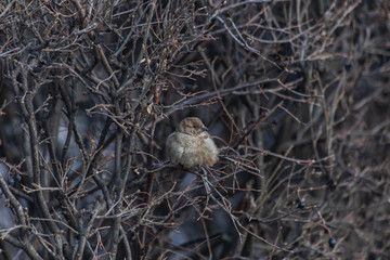 sparrow in the bushes