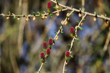 Purple pre stage to fir cones or spruce cones (picea abies), early spring