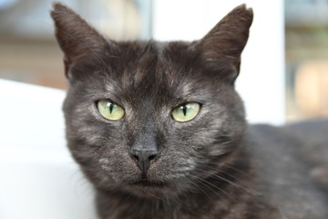 portrait of a black cat