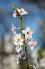 White cherry spring blossom