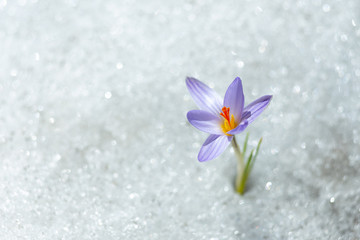 spring snow Flower