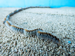  Pine  processionary caterpillars  on the steps close-up