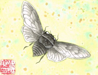 Cicada in the spring