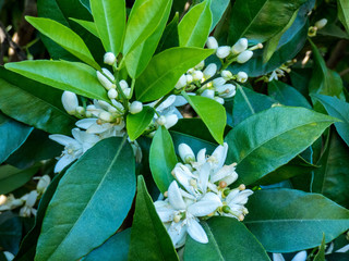 Orange blossom in the spring garden