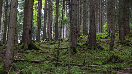 Fototapeta premium dense forest natural black forest