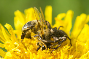 Spider caught bee on flower