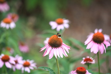 bee on a flower
