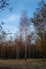 Birch park