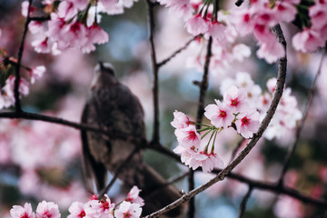 Adorable bird on a beautiful cherry blossom sakura tree in Tokyo, Japan