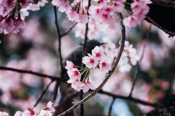 Adorable bird on a beautiful cherry blossom sakura tree in Tokyo, Japan