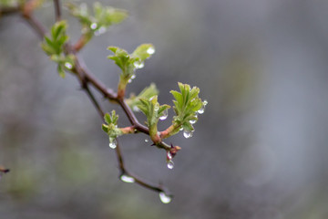 Raindrops on the plants