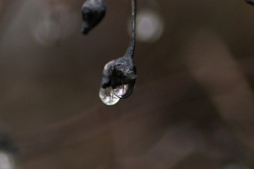 Raindrops on the plants