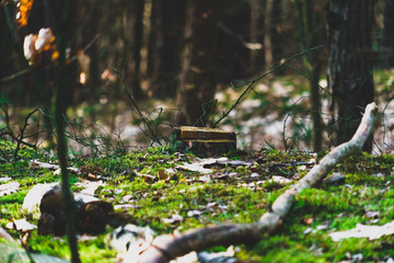 Tree stump in a bright and green coniferous forest. Cutting down forests