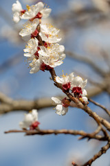 Apple tree blossom