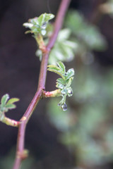 Raindrops on the plants