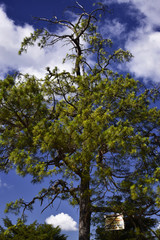Fototapeta premium Arbol